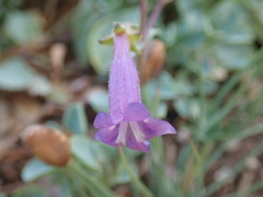 Penstemon caesius