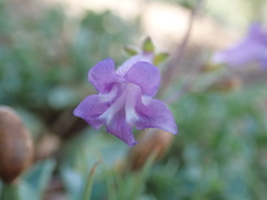 Penstemon caesius