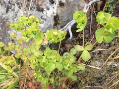 Euphorbia crenulata