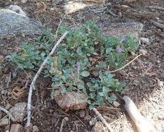 Penstemon caesius