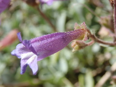 Penstemon caesius