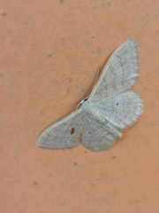 Idaea deversaria