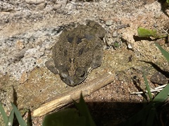 Rhinella mirandaribeiroi