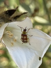 Diabrotica sinuata