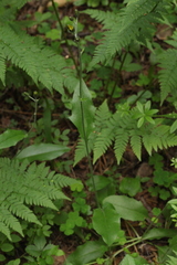 Hieracium subpellucidum