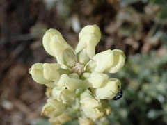 Lupinus peirsonii