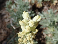 Lupinus peirsonii