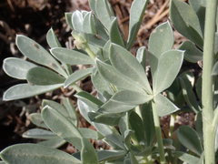 Lupinus peirsonii