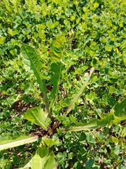 Taraxacum officinale