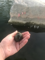 Pomacea canaliculata