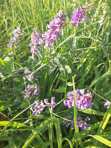 lovely vetch