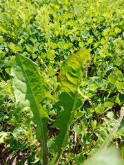 Taraxacum officinale