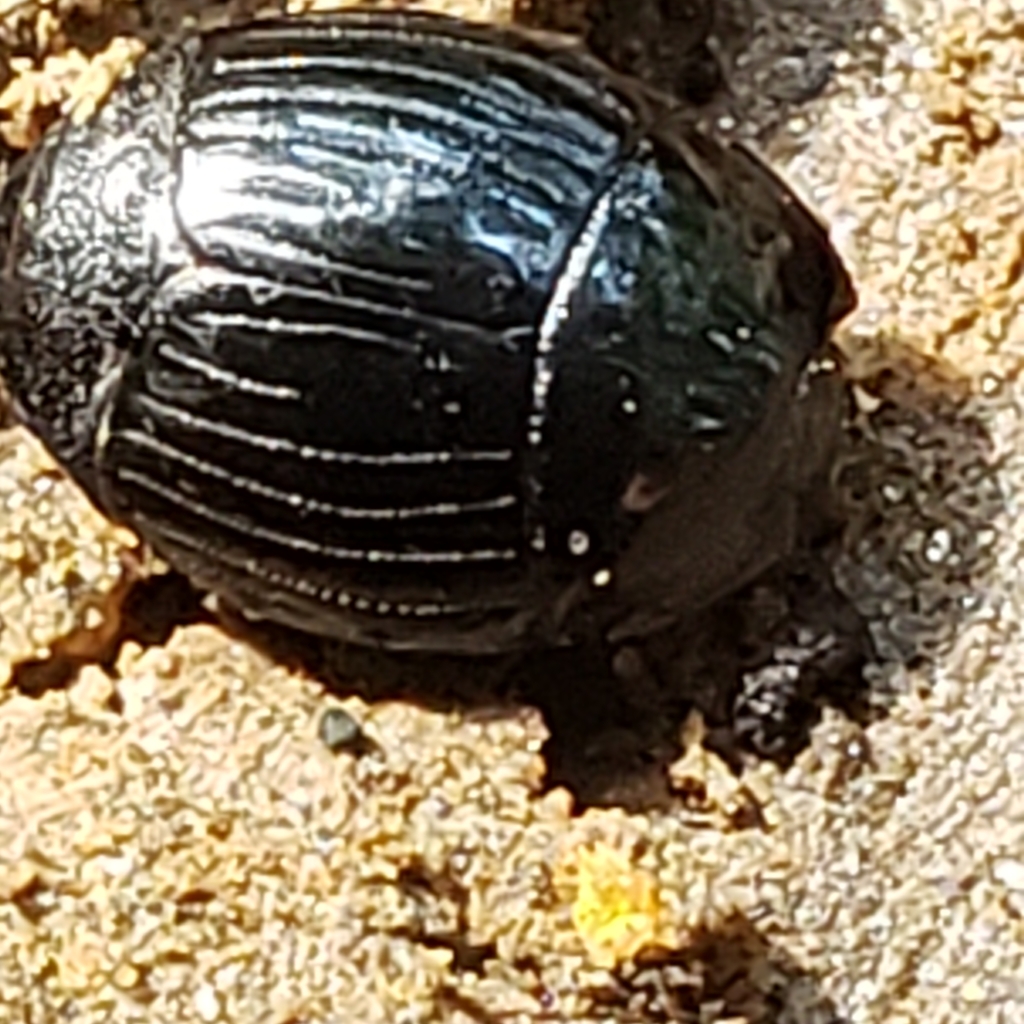 Abbreviated clown beetle