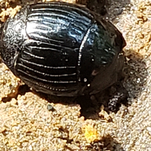 Abbreviated clown beetle