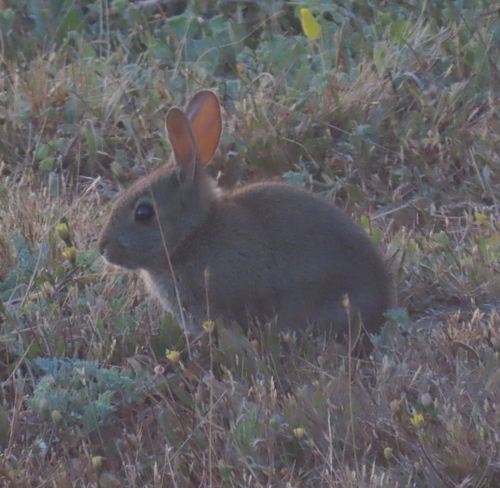Brush Rabbit