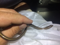 Ophisaurus attenuatus