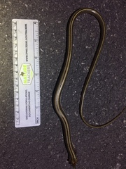 Ophisaurus attenuatus