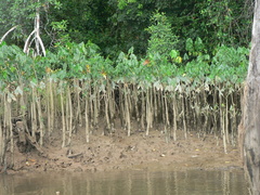 Montrichardia arborescens