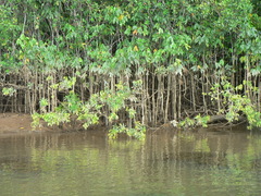 Montrichardia arborescens