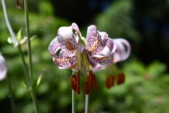 Lilium kelloggii