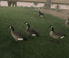 Branta canadensis