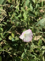 Convolvulus arvensis