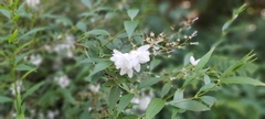 Abelia × grandiflora