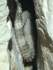 Sceloporus poinsettii
