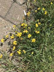 Lotus corniculatus