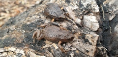 Pseudophryne bibronii