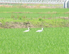 Platalea minor