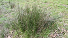 Schoenus carsei