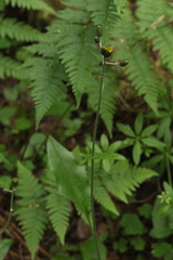 Hieracium subpellucidum