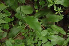 Hieracium subpellucidum