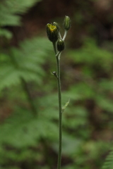 Hieracium subpellucidum