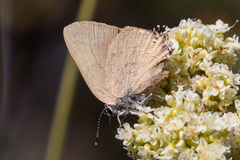 Satyrium saepium
