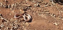Suta nigriceps