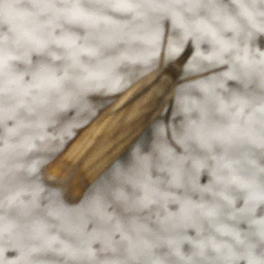 Chrysoteuchia culmella