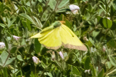 Colias harfordii