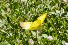 Colias harfordii