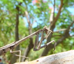 Archimantis monstrosa