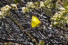 Colias harfordii