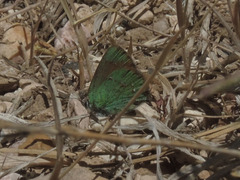 Callophrys affinis apama