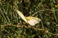Colias harfordii