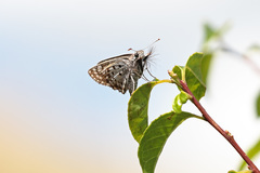 Caprona alida