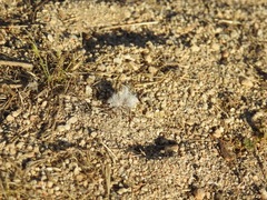 Dasymutilla gloriosa