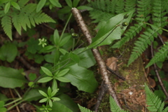 Hieracium subpellucidum