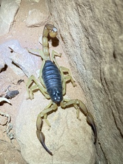 Hadrurus spadix