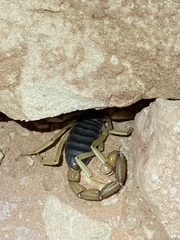 Hadrurus spadix