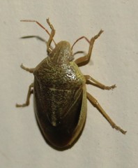 Chlorochroa saucia